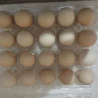 تخم مرغ نطفه دار گلین لری