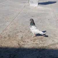 کبوتر کله ای