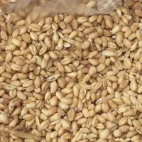 بذری کوهدشت و کلاته منطقه گلیداغ، عکس قبل بوجار