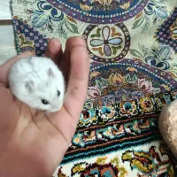 همستر|موش و خرگوش|چهارباغ, |دیوار