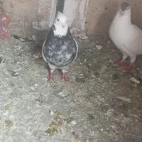 کبوتر|پرنده|اندیمشک, |دیوار