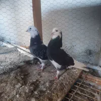 جفت شازده سیاه