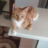 واگذاری گربه