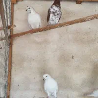 کبوتر نر و ماده|پرنده|رشت, خرسندی|دیوار