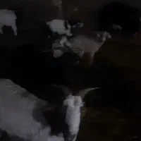 ۴عدد بز  همراه با ۵ بزغاله یکی دو قلو زاییده