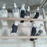 پرنده