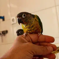 طوطی گرینچیک|پرنده|ایلام, |دیوار