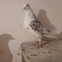 کبوتر  پرشی|پرنده|نهاوند, |دیوار