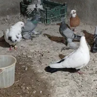 کبوتر دم سیاه جفت نر و ماده