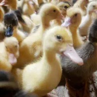 جوجه رنگی،محلی،اردک،گوشتی