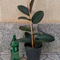 گل فیکوس وآلوورا وقلمه دیفن باخیا