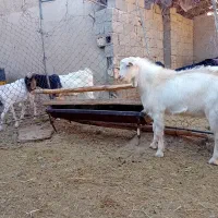 فروش یک عدد نر بزغاله سانن|حیوانات مزرعه|بسطام, |دیوار