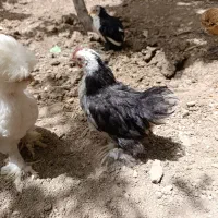 نیمچه کوشین