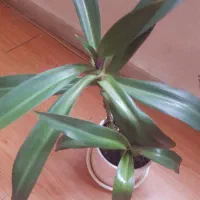 گل طبیعی موسی در گهواره