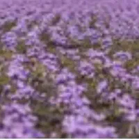زمین زعفران