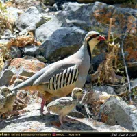 خروس کوهی اهلی