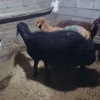 گوسفند غزل افشار