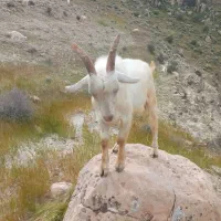 فروش یک عدد نر سانن