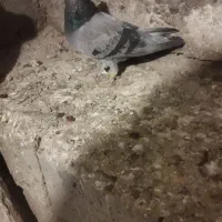 پرشی|پرنده|نقده, |دیوار