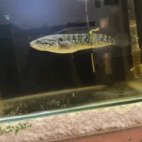 آکواریوم|ماهی|قم, شهرک امام حسن|دیوار