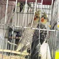 عروس هلندی|پرنده|لاهیجان, کوی خزر|دیوار