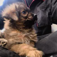 سگ پامر و اشپیتز