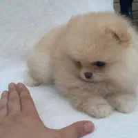 پامر ماده. توله خرسی بوفیس