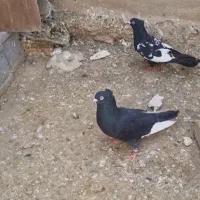 دوتا کفتر گره بازی نر جلو مشتری میپرونم