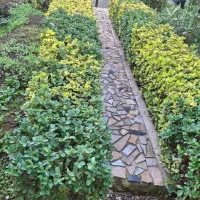 شمشاد طلایی و سبز|گل و گیاه طبیعی|املش, |دیوار