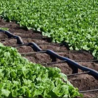 لوله کشی قطره ای کشاورزی