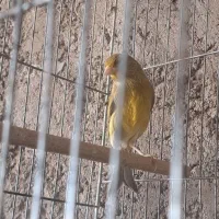 قناری|پرنده|کرمان, |دیوار