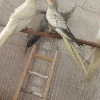 عروس هلندی|پرنده|کاشان, فین بزرگ|دیوار