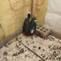 کفتر ریشی|پرنده|زرند, |دیوار