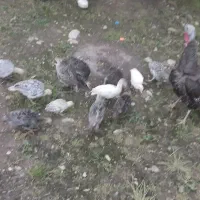 جوجه بوقلمون و جوجه شاخدار و جوجه قو غاز لیندا