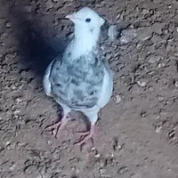 کبوتر|پرنده|امیدیه, |دیوار