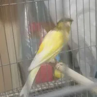 قناری نر ابلق طلایی|پرنده|ششده و قره بلاغ, |دیوار