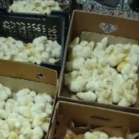 جوجه محلی واردک محلی