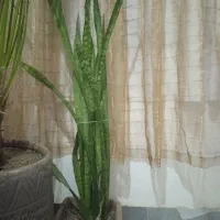 سانسور یا با خرما10ساله