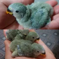 جوجه کوتوله