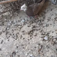 کبوتر|پرنده|سمنان, |دیوار