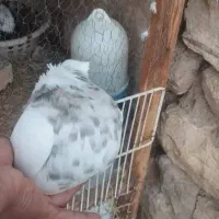 ساعت و ک ب و ت ر|ساعت|ایذه, |دیوار