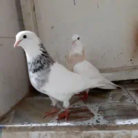 کبوتر طوق