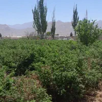 باغ گل محمدی|فروش زمین و ملک کلنگی|کاشان, فاز ۱ ناجی آباد|دیوار