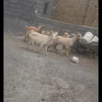 سه‌بزسانن‌شکم‌اول‌ابستن‌مایه‌کرد‌اصل‌فرانسوی