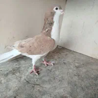 کبوترکفتر چادری پلاکی طوقی شهرستانی رنگی