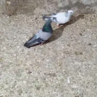 کبوتر شامین