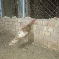 یه جفت بوقلمون