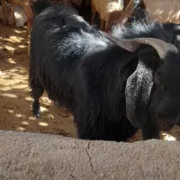 نر بز (بزغاله) یور مناسب نژادگیری|حیوانات مزرعه|دینور, |دیوار