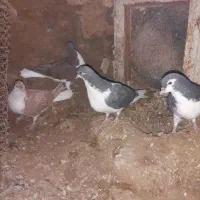 کبوتر|پرنده|نیشابور, مازول|دیوار