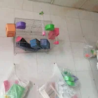 مرغ عشق پروانه ای و عروس هلندی موجوده جوجه محلی 30|پرنده|جیرفت, |دیوار